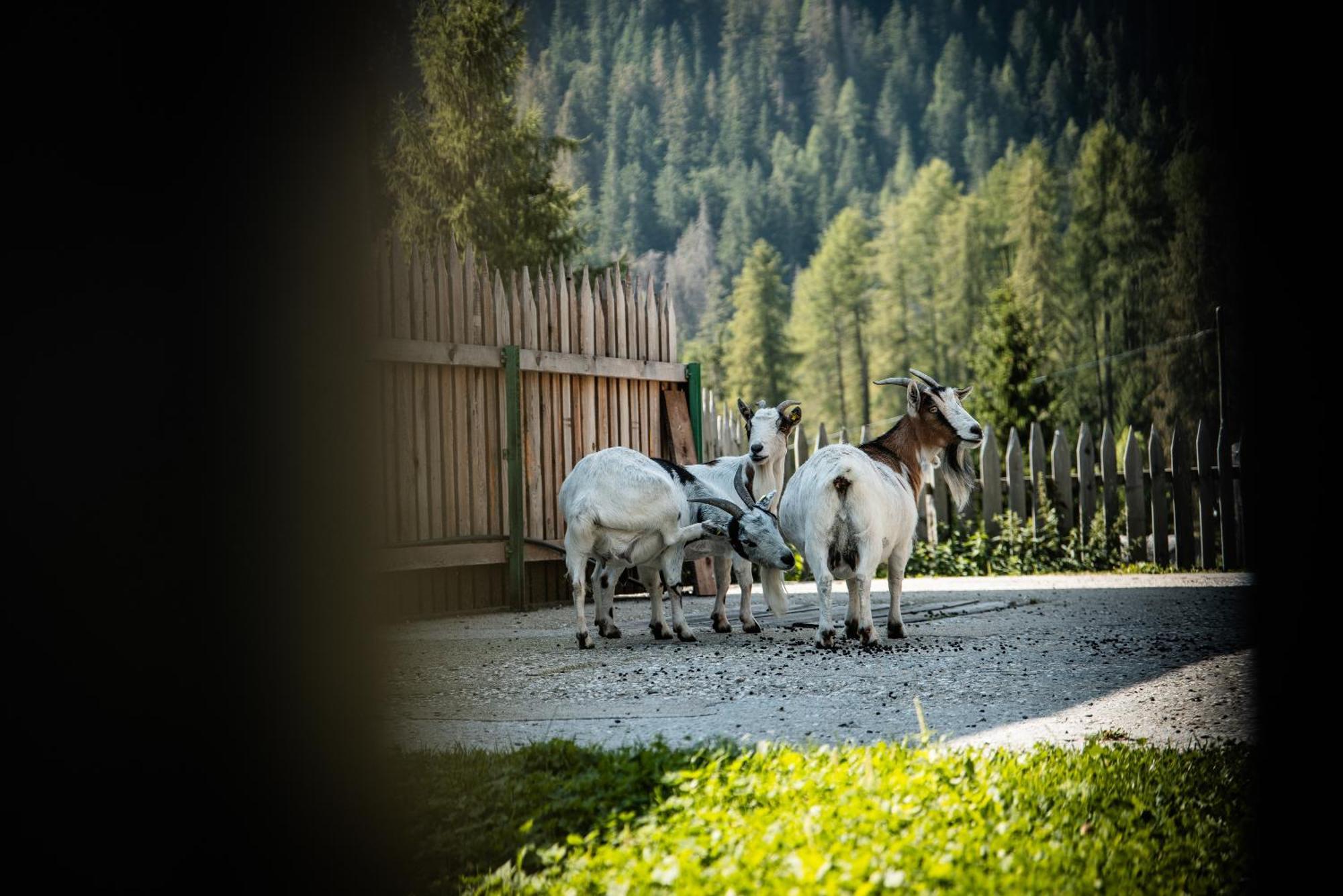 Hotel Pension Odles San Martino in Badia Luaran gambar